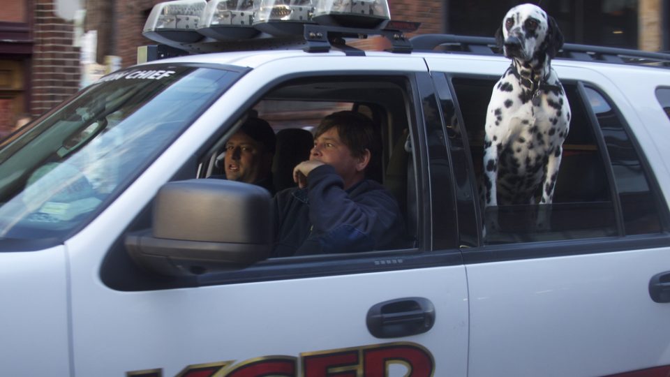 الدلماسيون هو كلب الإطفاء الرسمي لأنهم في القرن الثامن عشر الميلادي كانوا يركضون جنبًا إلى جنب مع عربات تجرها الخيول ، حتى في العدو الكامل ، وحماية الخيول من الكلاب أو الحيوانات الأخرى التي يمكن أن تخيفهم.