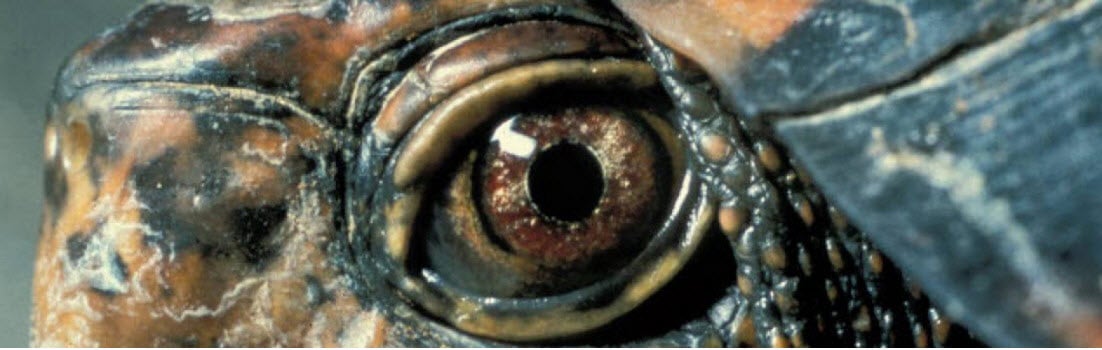 إذا قمت بإزالة سلحفاة صندوقية من البرية ولم تعيدها إلى المكان الذي وجدتها فيه ، فمن المرجح أن تموت بحثًا عن منزلها