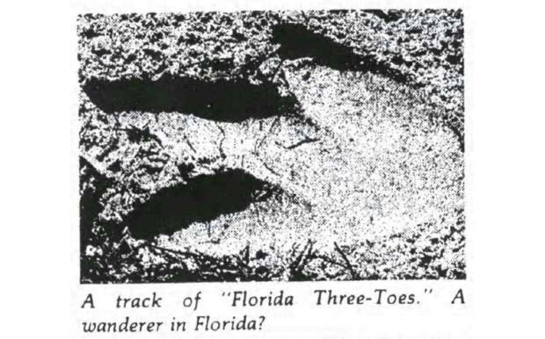 In 1948, a man wore 30-pound, 3-toed lead shoes and stomped around a Florida beach in the night. The footprints lead people to believe that a 15-foot tall penguin was roaming their lands. He kept up the prank for 10 years, visiting various beaches. The hoax wasn't revealed until 40 years later.