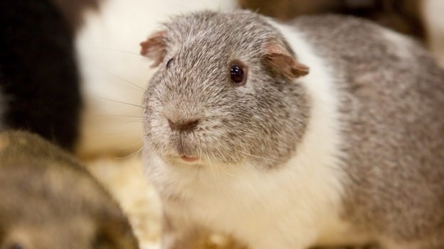 Meet Randy, the Guinea Pig that broke into the female enclosure at his Zoo, and impregnated around 100 females in 2014. He then became a father of around 400 babies.