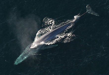 The blue whale is not only the largest animal currently on the planet, but the largest animal to have ever existed