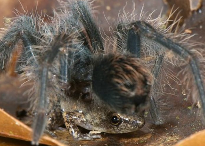 ستبقي الرتيلاء العملاق الضفادع كحيوانات أليفة ، وتحميها من الحيوانات المفترسة المحتملة. في المقابل ، تأكل هذه الضفادع الحشرات الصغيرة التي يمكن أن تضر ببيض الرتيلاء قبل أن تفقس.