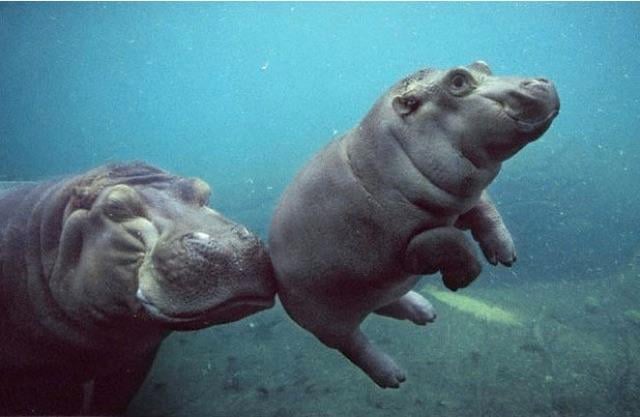 Although they spend 16 hours a day in water, hippos can't swim because they are too muscular and sink. Instead they just run around under the surface.