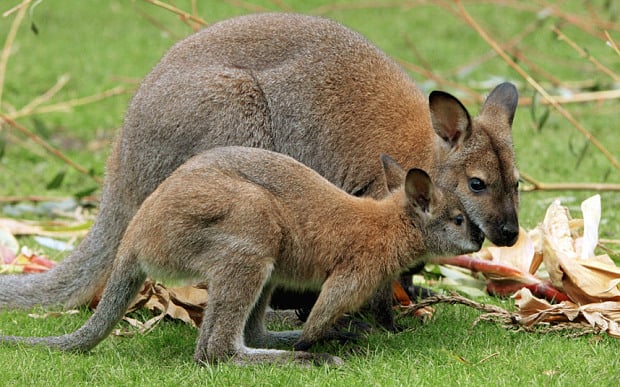 Plus de 150 wallabies vivent à l'état sauvage dans une forêt en France, ils ont échappé à un zoo dans les années 70 et s'adaptent assez bien