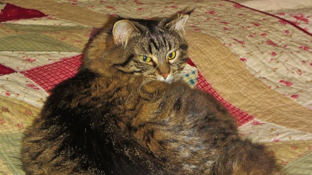 قطة في ولاية ويسكونسن ، أنقذت عائلتها البشرية عن طريق الرهن عليهم عندما كانوا يشعرون بالنعاس وأخرجتهم من المنزل. قام المستجيبون الأوائل بإجراء اختبار وكشفوا أن المنزل يعاني من مستوى خطير من التسمم بأول أكسيد الكربون.