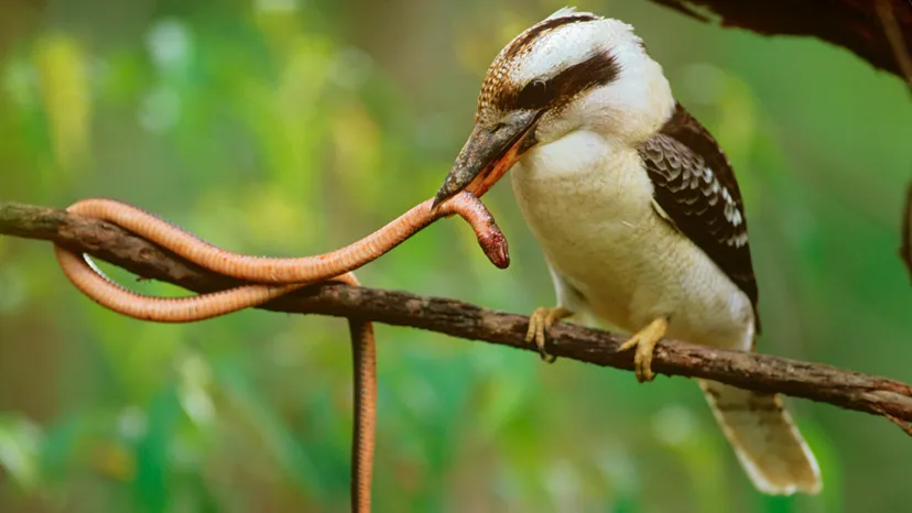Pourquoi les bébés Kookaburras ont-ils une pause supérieure accrochée&nbsp;?