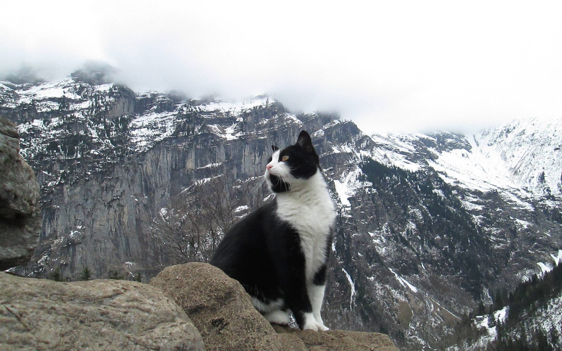 In 2013 a cat guided a lost hiker down a Swiss mountain,the little feline made sure the man wasn't left behind by checking on him every now and then.Once they reached their destination they parted ways.