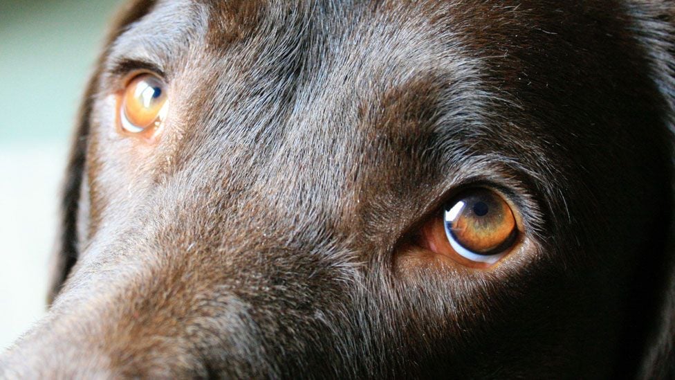 Comment les yeux du chien ont-ils évolué&nbsp;?