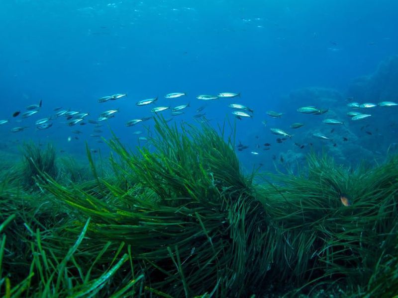 How is Seagrass More Efficient in Converting Carbon Dioxide into Oxygen?