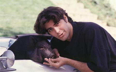 Was ist mit dem Hängebauchschwein von George Clooney passiert?