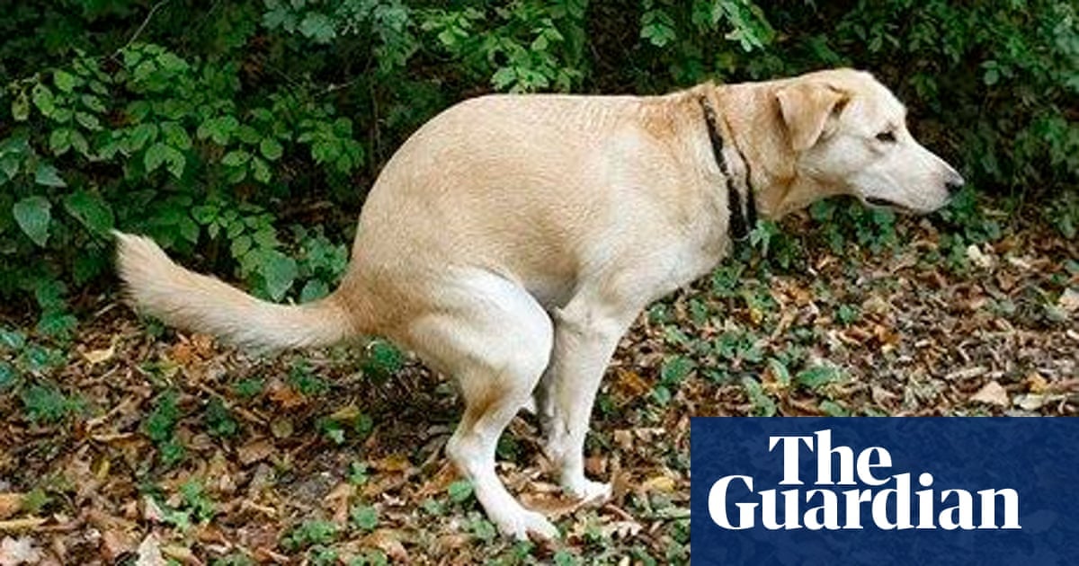 Wetenschappers kwamen samen in een unieke studie die precies 1,893 honden observeerde die poepen tussen 37 verschillende hondenrassen, en ontdekte dat honden "magnetoreceptie" hebben. Blijkbaar terwijl ze kalm zijn, poepen ze naar het noorden of zuiden. Nogal wat andere zoogdieren doen dit ook.