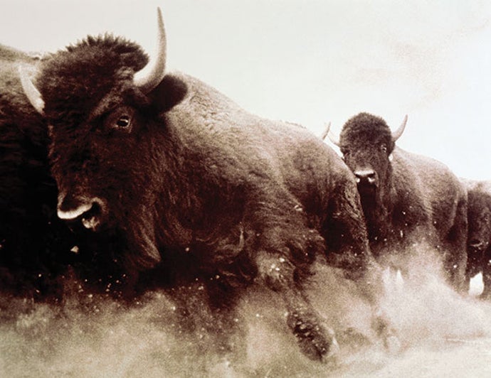 Europäische Bisonherden bewegen sich nach der Mehrheitsregel: Jeder Bison „stimmt“ ab, indem er in die Richtung zeigt, in die er gehen möchte, und die Herde geht in die Richtung, die von der größten Anzahl gewählt wird.