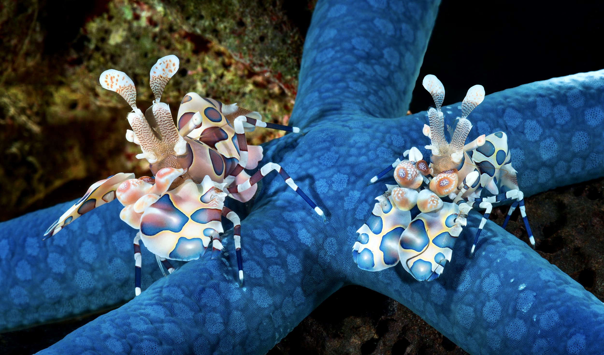 ماذا يأكل روبيان هارلكوين؟