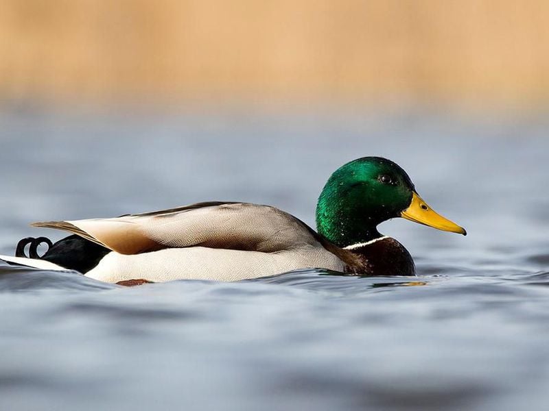 يمكن لبيض السمك البقاء على قيد الحياة ويفقس بعد مروره عبر بطة ، مما يوفر تفسيرًا واحدًا لكيفية تكديس المسطحات المائية النقية والمعزولة بالأسماك