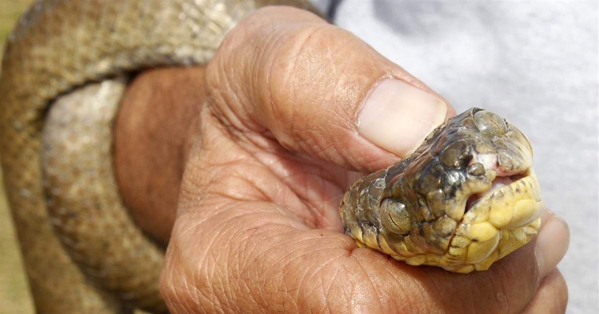 2013 bombardierten die USA die Insel Guam mit 2,000 toten Mäusen, die mit Schmerzmitteln gefüllt waren, um die Brown Tree Snake zu töten, eine invasive Art auf der Insel. Die Schlange kam in den 1950er Jahren zufällig auf einem Schiff an.
