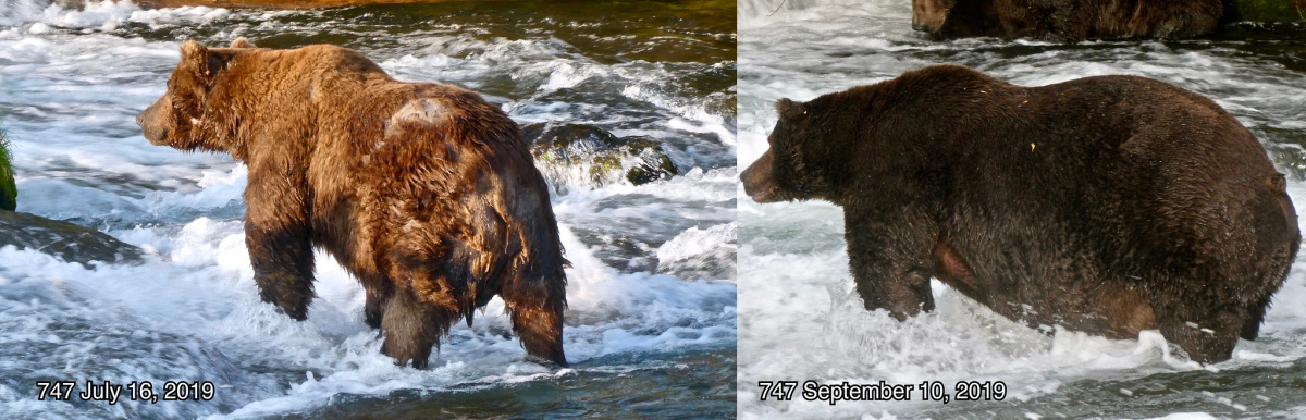 In Alaskas Katmai-Nationalpark findet jeden Herbst die „Fat Bear Week“ statt und krönt den dicksten Braunbären des Parks. Ziel ist es, den Park und den Naturschutz hervorzuheben.