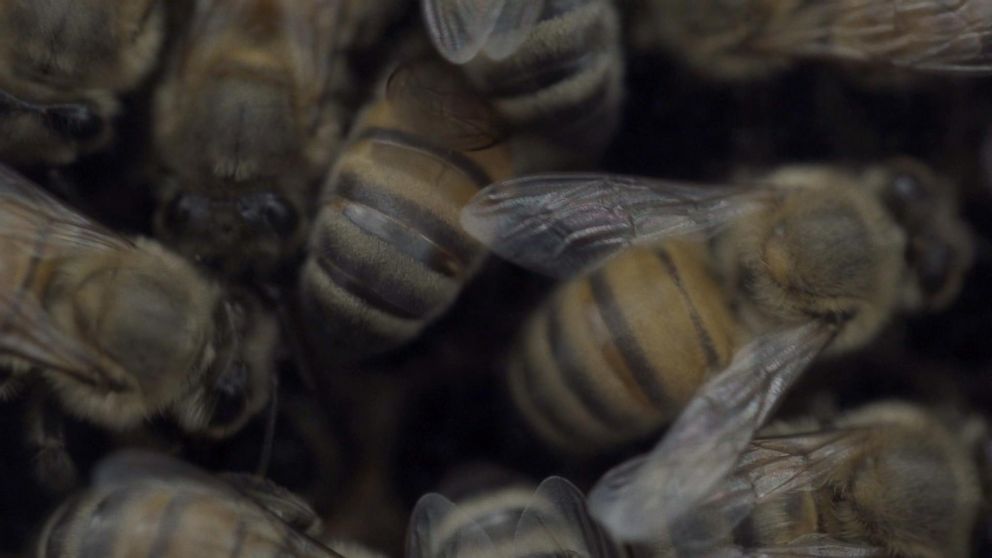 How Can Honeybee Venom Cure Cancer?