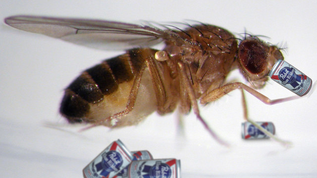 لماذا يشرب ذباب الفاكهة؟