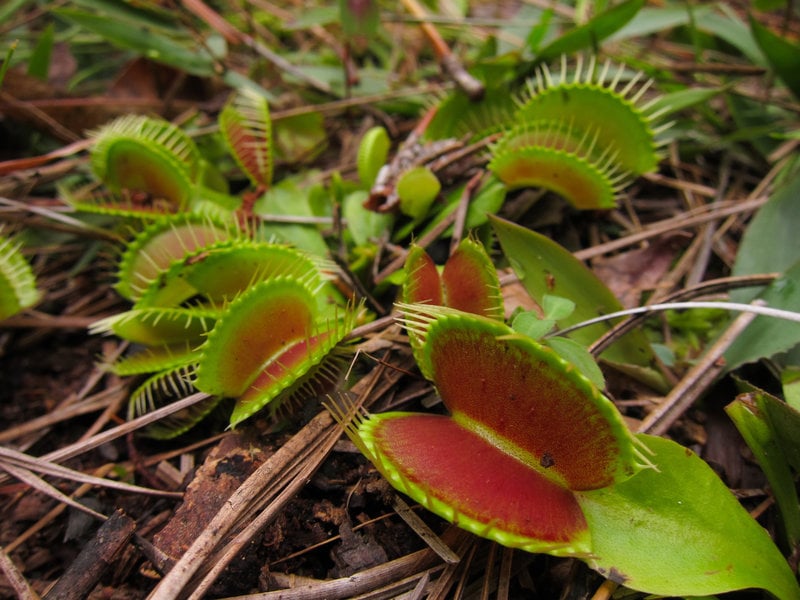 أين يمكنك العثور عادة على فينوس Flytraps في الولايات المتحدة؟