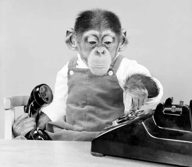 هل حاول أحد تربية شمبانزي كطفل بشري؟