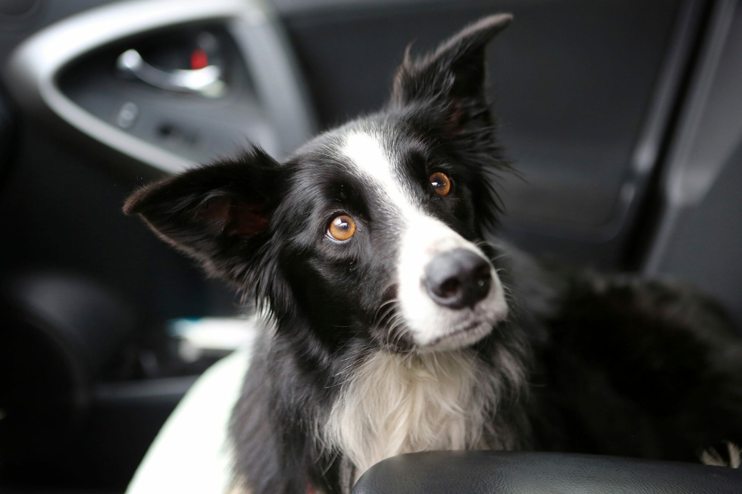 هل وجدت كارول كينج كلبها كاتي؟