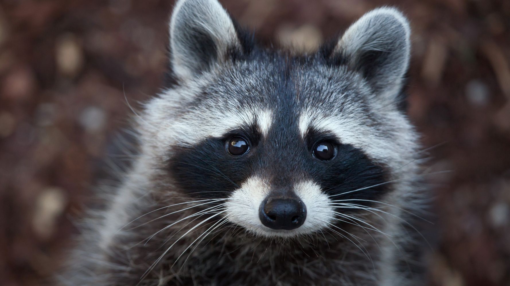 ماذا فعل حراس الحديقة بشأن راكون انكسر؟