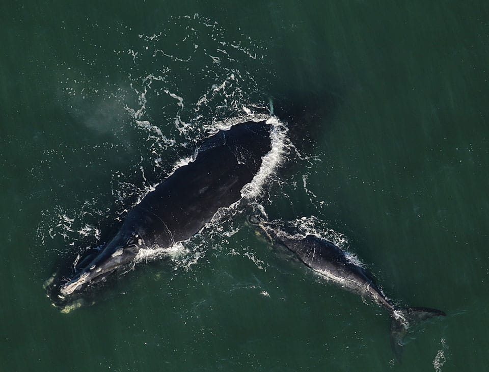 Why Are Right Whales in the North Atlantic Endangered?