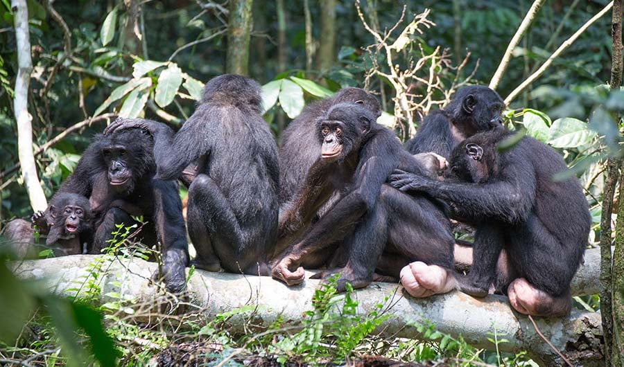 Quelle est la différence entre les bonobos et les chimpanzés ?