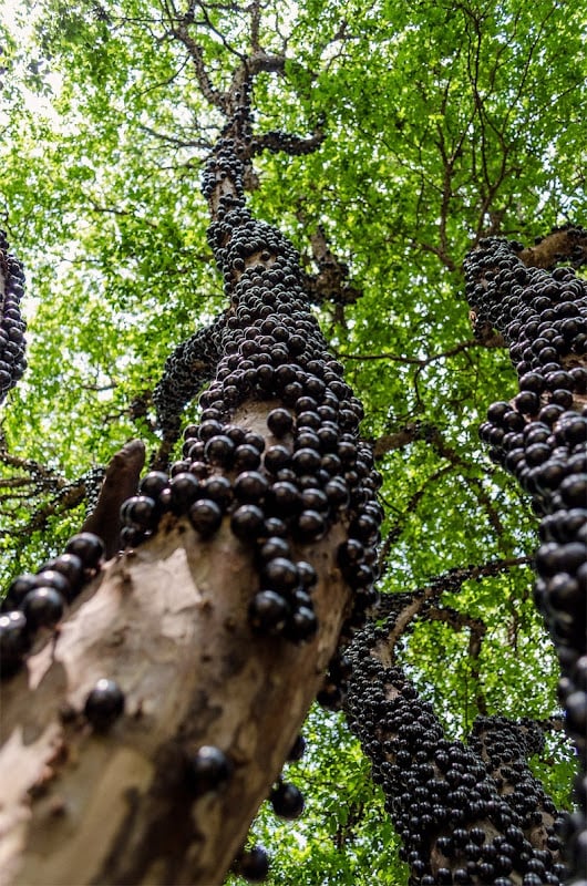 Wat is er zo fascinerend aan de Jabuticaba-boom?