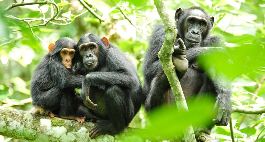 L'HIV è venuto dalle scimmie?