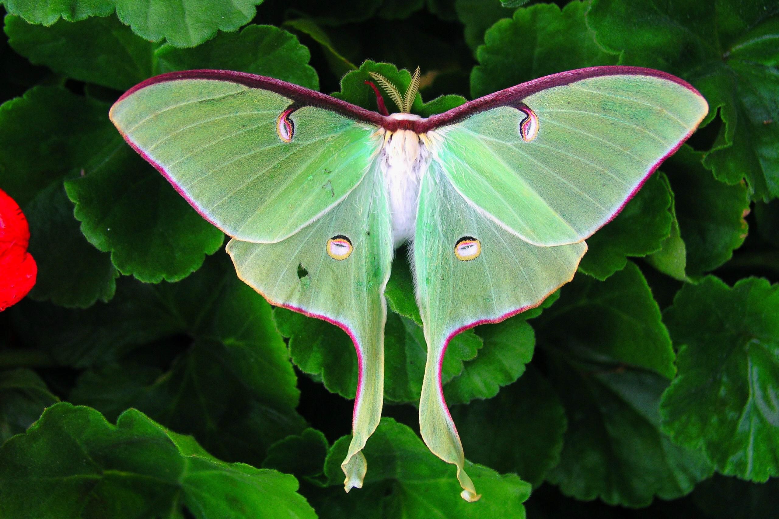 كم من الوقت تعيش Luna Moth؟