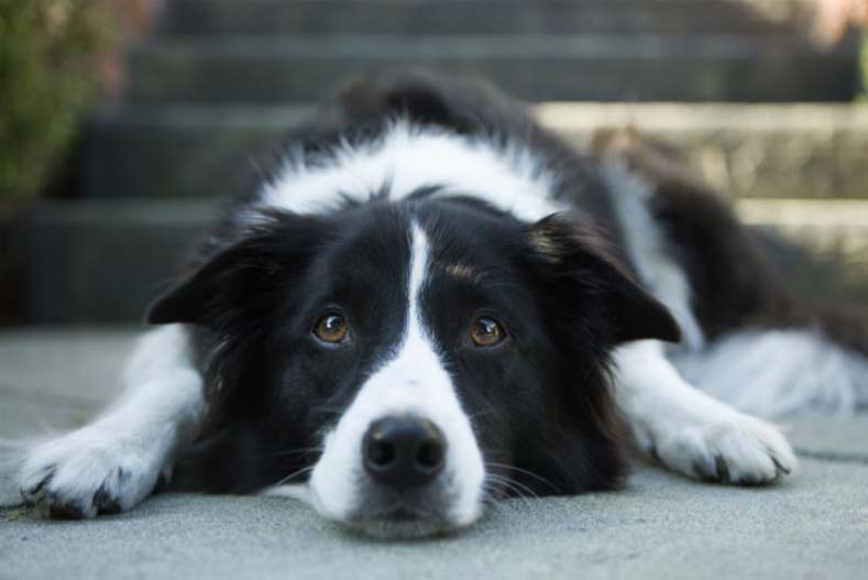 Wie werden Anfallswarnhunde ausgebildet?