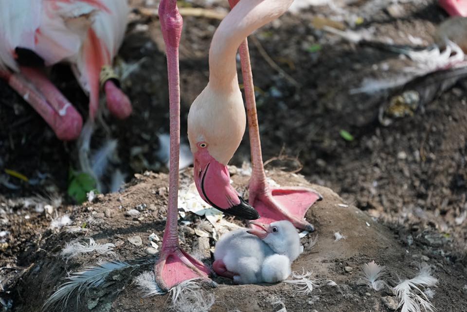 كيف تساعد حدائق الحيوان على تكاثر الطيور؟