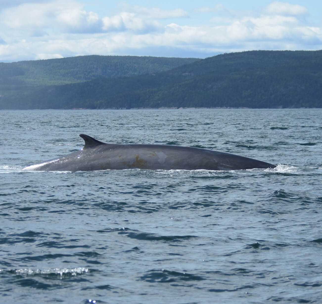 هل يمكن أن تتزاوج الحيتان الزرقاء والحيتان الزعانف؟