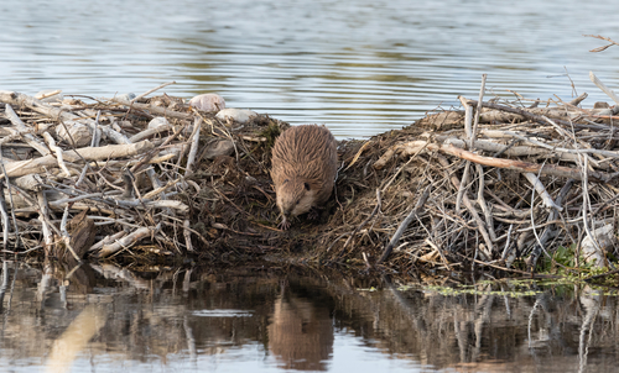 Why Do Beavers Build Dams?