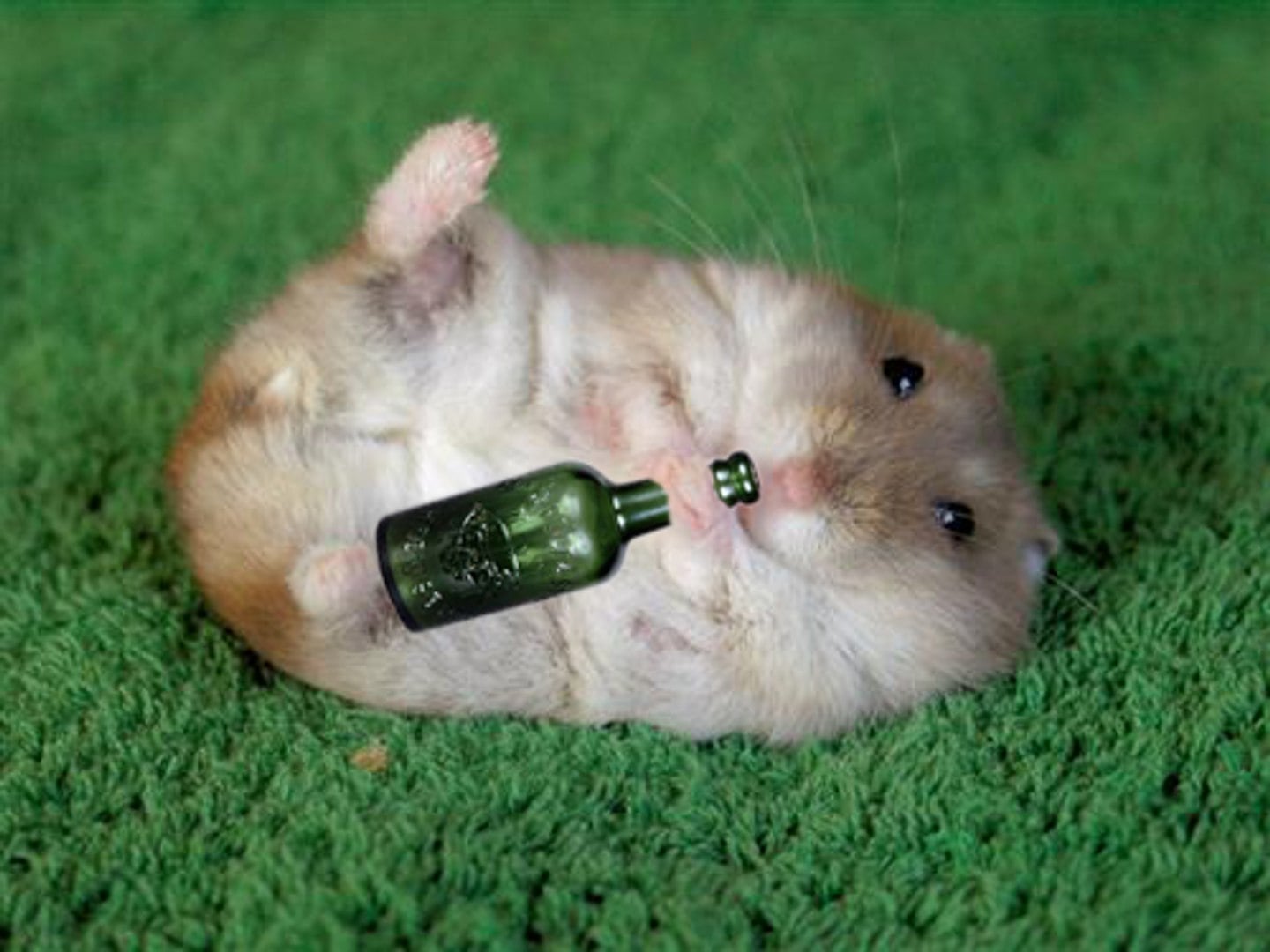 Können sich Hamster betrinken?