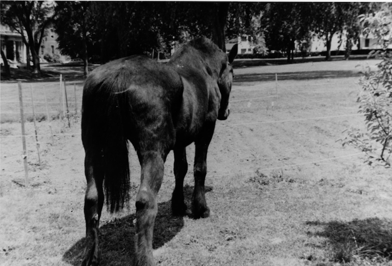 ما هي قصة دكستر حصان البحرية الأمريكية؟