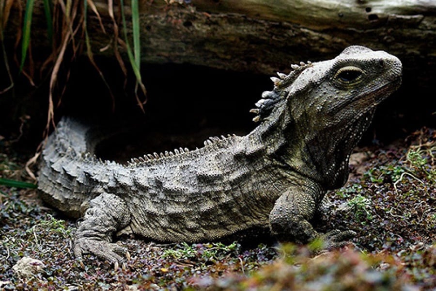 Kam der Mensch von Reptilien?