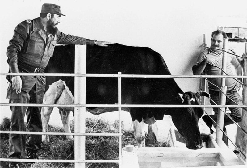 What is the Story of Ubre Blanca?