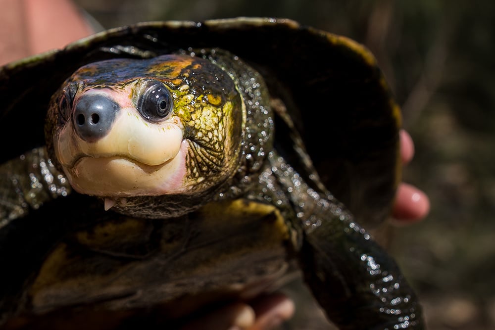 ما هو فريد عن سلحفاة ايروين؟