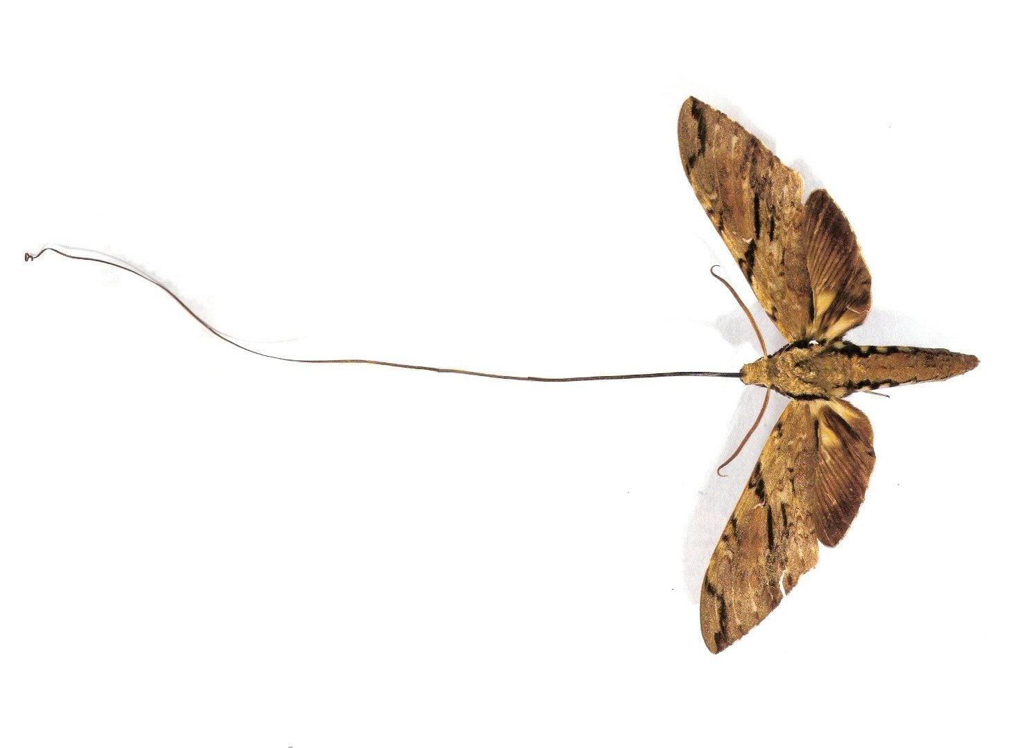 Wie trug Charles Darwin zur Entdeckung des Xanthopans bei?