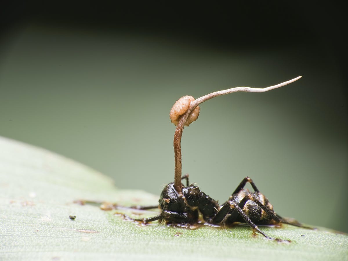 كيف تسيطر فطريات الزومبي على أجساد النمل وتتحكم في عقولهم؟