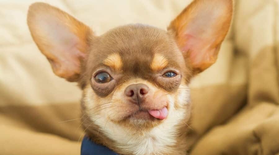 Pourquoi les Aztèques ont-ils élevé des chihuahuas ?