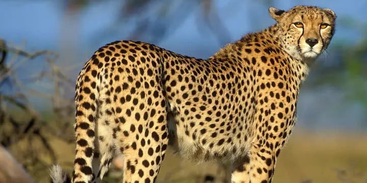Why Did Cheetahs Almost Become Extinct?
