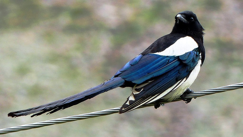 Quel oiseau est connu pour être le plus intelligent ?
