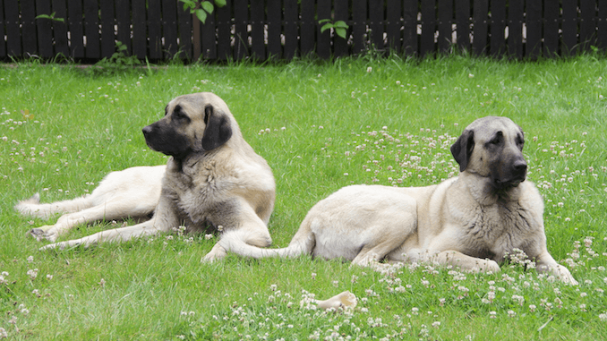 Pourquoi un fonds de conservation a-t-il importé des chiens kangal turcs en Namibie et au Kenya ?