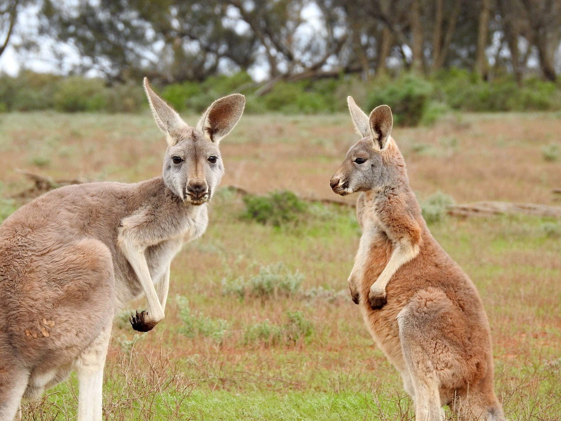 Warum wurden Australier ermutigt, mehr Kängurufleisch zu essen?