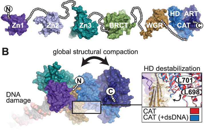 蛋白质 PARP-1 如何帮助我们的身体？