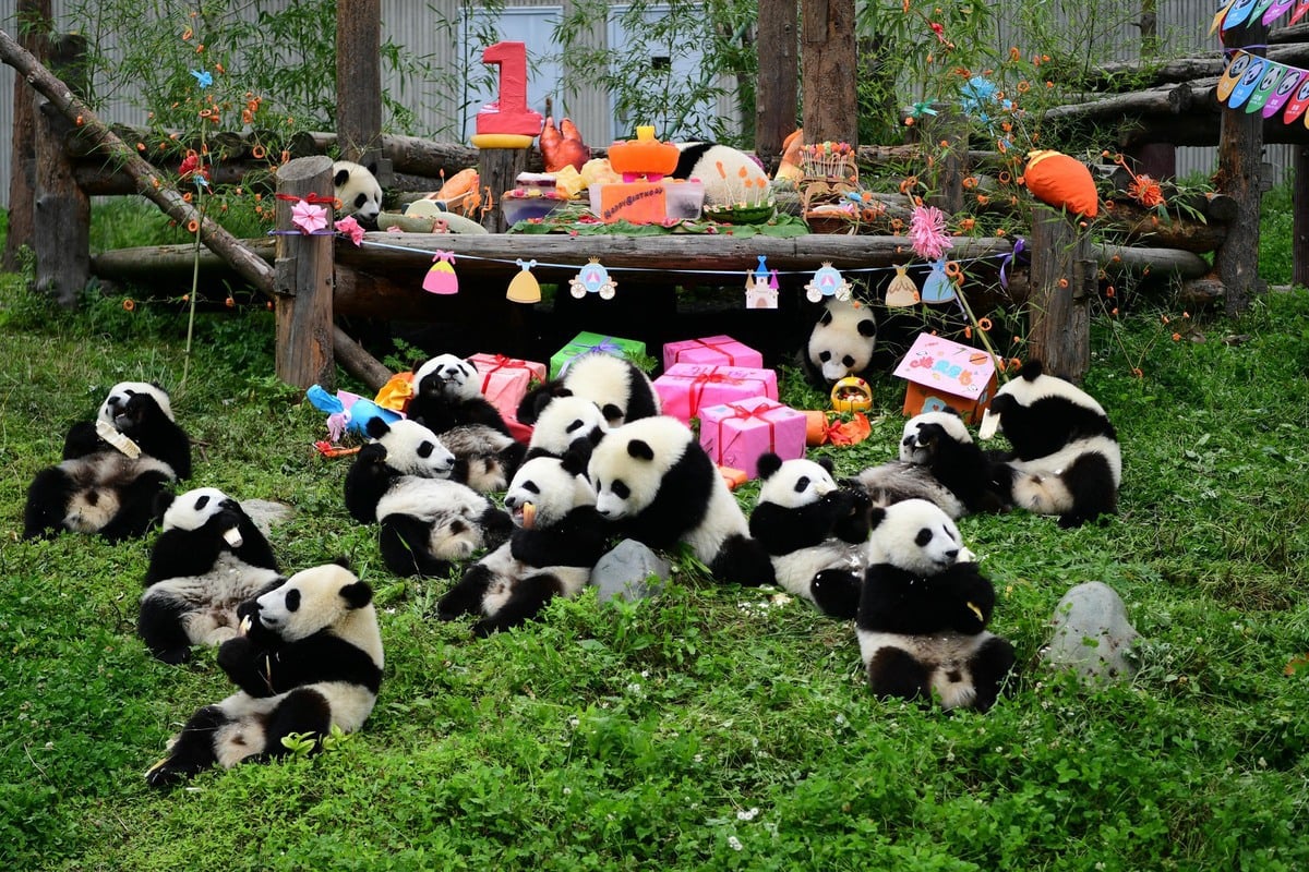 How Does China's Panda Business Work?