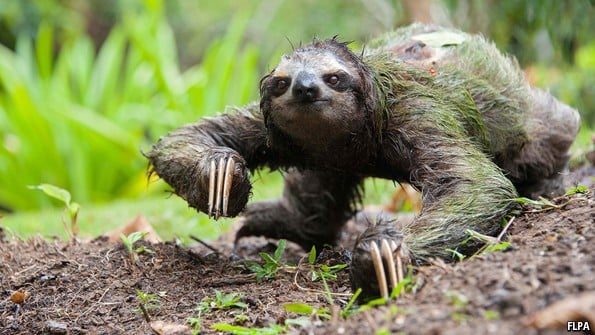 How Do Moths Help Sloths?
